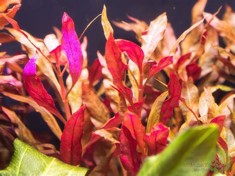 Alternanthera reineckii 'Rosanervig' | Barr Report Forum - Aquarium Plants