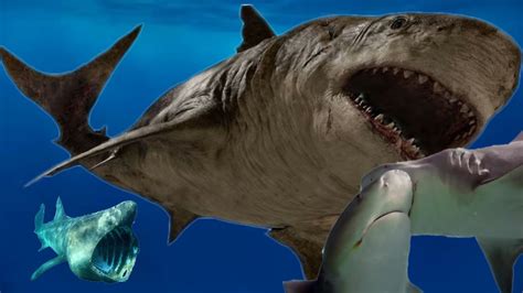 SHARKS (PATING)! Are they Misunderstood? 10 Most Amazing Sharks! - YouTube