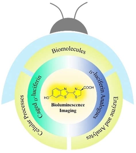 Activity‐Based Luciferase‐Luciferin Bioluminescence System for Bioimaging Applications - Xia ...