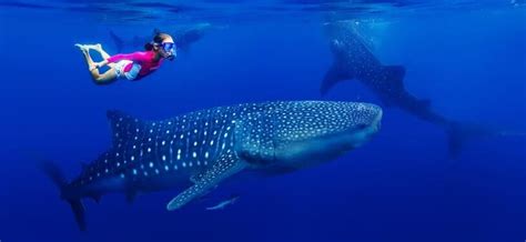 Cancun Whale Shark Tours - Swimming With Whale Sharks in Cancun