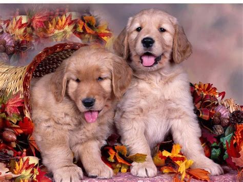 thanks giving pictures online | thanksgiving dog pictures | Puppy Pics ...