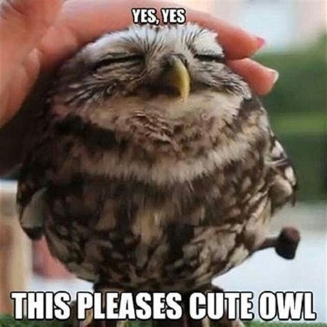 Adorably Sinister Owl Memes Beat Cat Memes Any Day