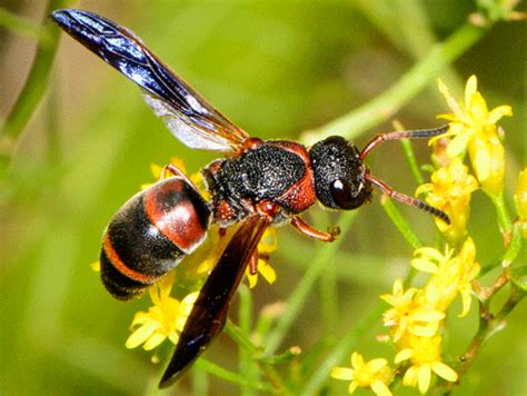 Black Flower Wasp Australia Sting | Best Flower Site