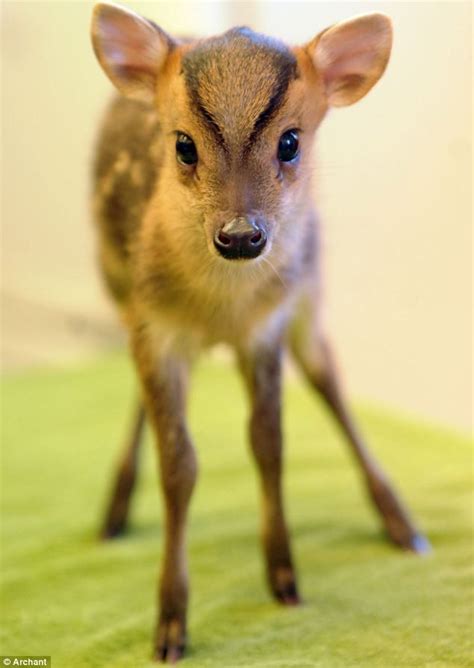 a baby deer standing on top of a green blanket