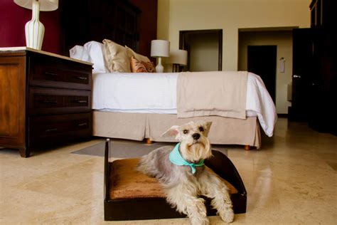 4 Pet-Friendly Hotels in Los Cabos