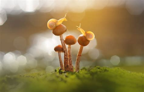 1650x1050 Resolution Snail and Mushroom Photography 1650x1050 ...