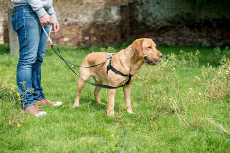 A Dog Leash Training