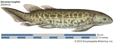 Devonian Period | Definition, Climate, Animals, Plants, Timeline, Map, & Facts | Britannica