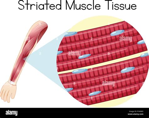 Striated muscle hi-res stock photography and images - Alamy