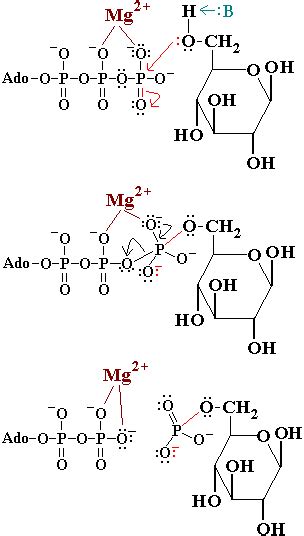 Hexokinase - Proteopedia, life in 3D