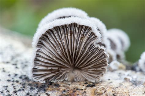 Schizophyllum Commune SCH5985 – Alison Pouliot Photography