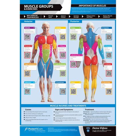 Muscle Groups & Exercises Gym Poster - Innovative Gym & Fitness Charts