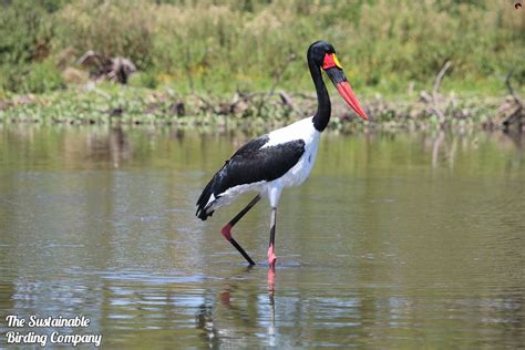 1 Day Nairobi National Park Birding Tour in Nairobi, Kenya