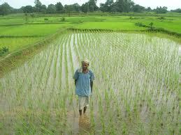 RICE CULTIVATION – The Sierra Leone Telegraph