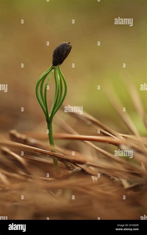 New growth is a Pine tree forest. A pine tree sprout Photographed in Israel in December Stock ...