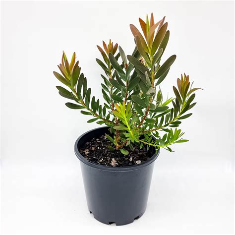 Leucadendron Safari Sunset - Plants for Spaces