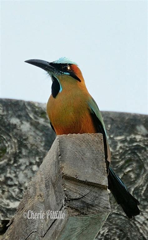 Turquoise-browed Motmot perched at hacienda wall and lacks two central tail feathers. – The ...