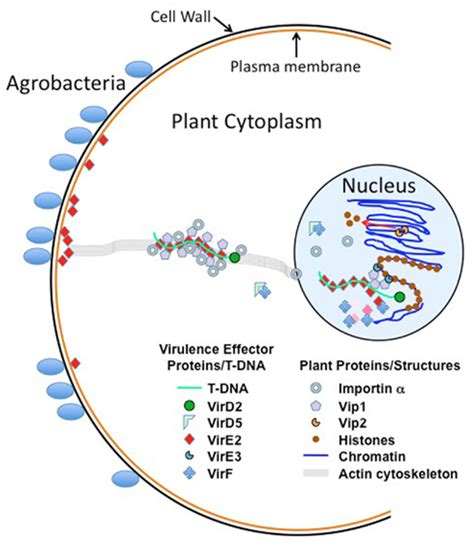 Model of T-DNA movement through the plant cell, and the proteins and... | Download Scientific ...