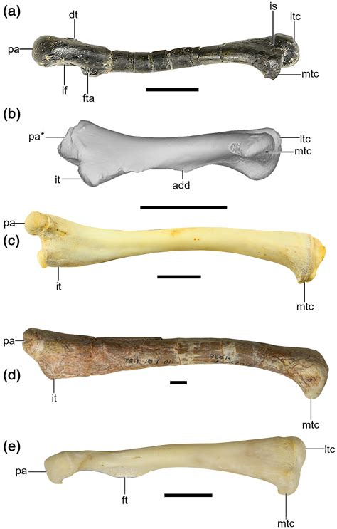 The femora of Drepanosauromorpha (Reptilia: Diapsida): Implications for the functional evolution ...