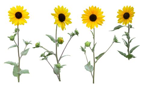 Free photo: Single Sunflower - 1, Closeup, Full - Free Download - Jooinn