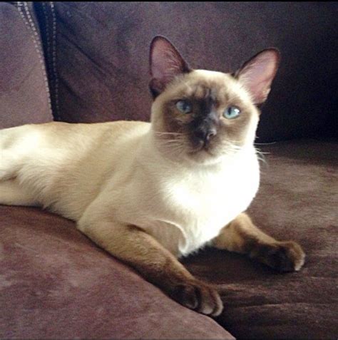 Tonkinese Cat Breed Information & Characteristics | Tonkinese cat, Cat breeds, Russian blue cat