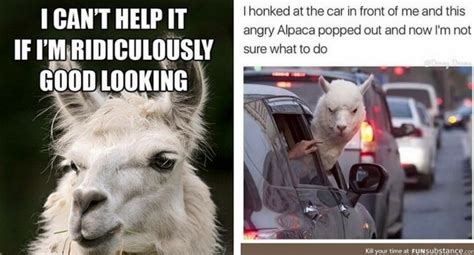 38 Alpaca Memes That Will Either Be The Funniest Or Weirdest Thing You ...