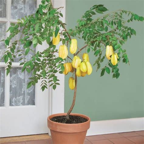 Star Fruit Tree From Seed - Tere Fruit