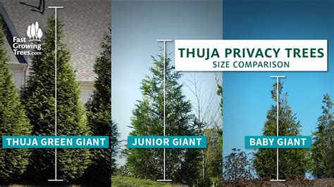 Thuja Green Giant Hedge | lupon.gov.ph