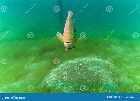 Dollar Sunfish Protecting the Breeding Nest it Created Stock Photo - Image of crater, blue ...