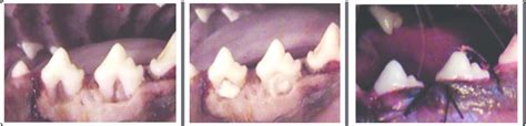 Surgical phase group II (Bio-Oss bone graft alone) | Download Scientific Diagram