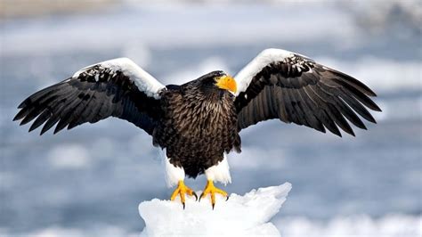 Steller's Sea Eagle Facts, Habitat, Diet, Life Cycle, Baby, Pictures