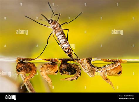 Aedes aegypti mosquito Stock Photo - Alamy