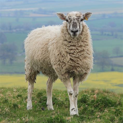 File:Hambledon Hill Sheep.jpg - Wikipedia, the free encyclopedia