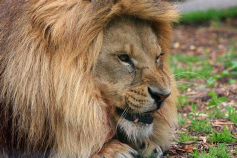 Lion Face Free Stock Photo - Public Domain Pictures