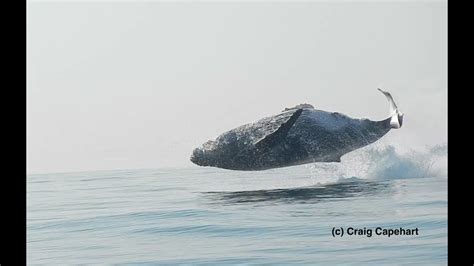 40 Ton Humpback Whale Leaps Entirely Out of the Water! – Cuties Overload