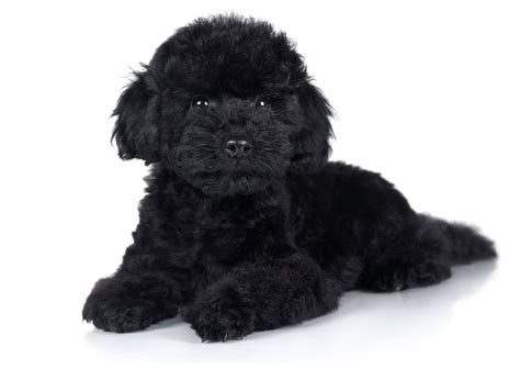 #1 | Poodle Puppies For Sale In Texas