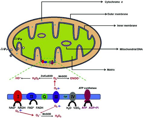 Mitochondrial structure and general functions. | Download Scientific ...