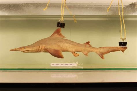 10 of the Most Endangered Shark Species - Ocean Info