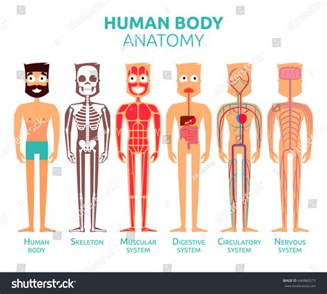 Human Body Cartoon Stylized Anatomy Vector: เวกเตอร์สต็อก (ปลอดค่า ...