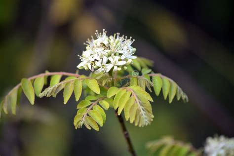 557 Curry Flowers Leaf Stock Photos - Free & Royalty-Free Stock Photos from Dreamstime