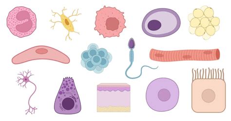 Varieties of Cells with Features and Examples - sciencesavers