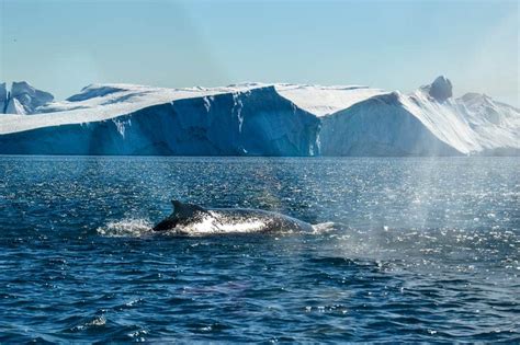 Whale Safari in Ilulissat • Disko Bay | Guide to Greenland