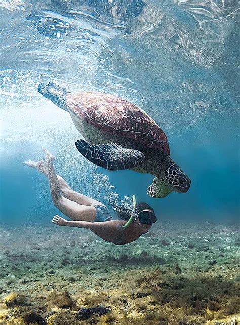 SWIMMING WITH THE APO ISLAND TURTLES (2022) - Ultimate Travel Guide