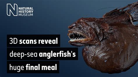 3D scans reveal deep-sea anglerfish’s huge final meal | Natural History ...