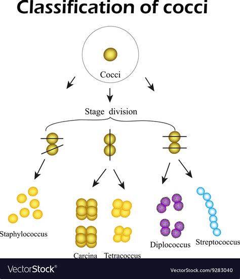 Classification of cocci bacteria infographics Vector Image