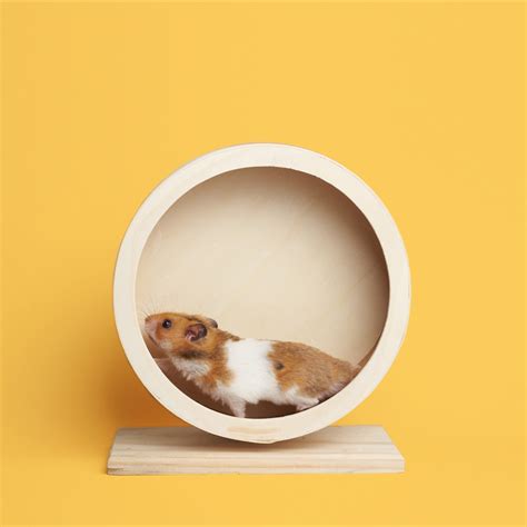 What Toys Should Pet Hamsters Have? | Millamore.com