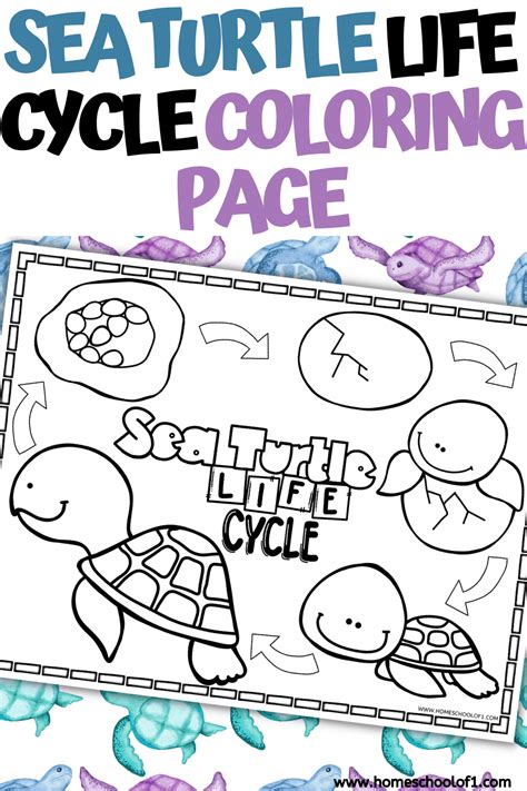 Free Sea Turtle Life Cycle Coloring Page