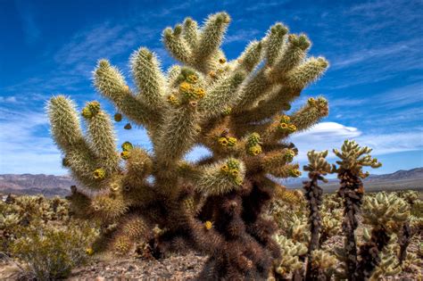 Cholla Cactus - HDR | Cactus plants, Cactus, Cactus flowers