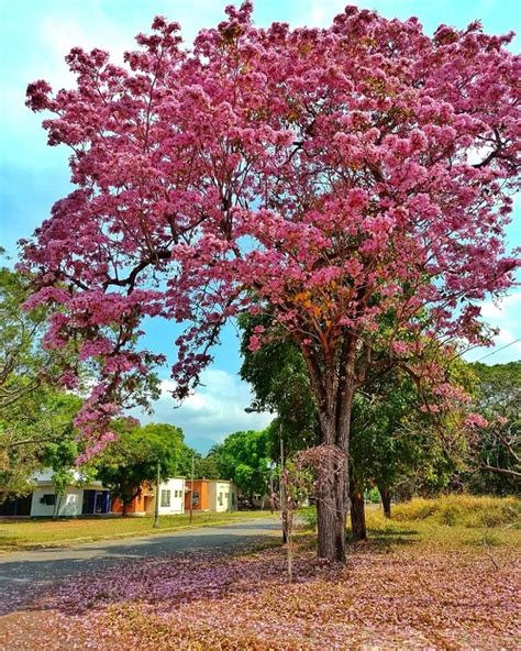 How to Grow Tabebuia Rosea | Rosy Trumpet Tree Care