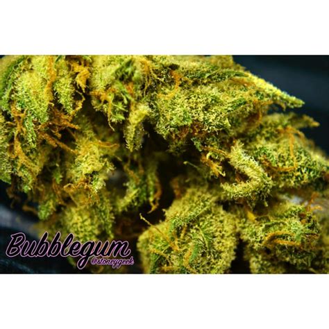 Photos of Bubble Gum Weed Strain Buds | Leafly